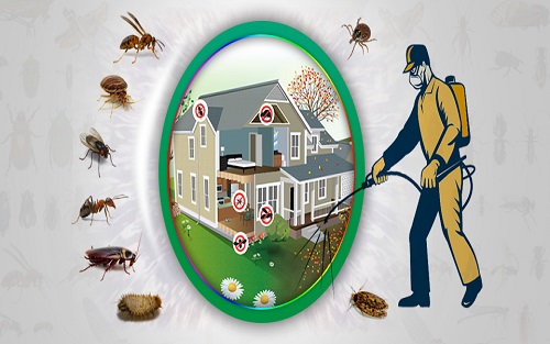Bed Bugs Pest Control Treatment
